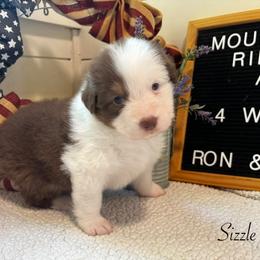 Sizzle - Red tri-color female Australian Shepherd puppy in Murrayville, Georgia from Mountain Ridge Aussies