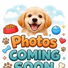 Girl 2 - Red and white female Siberian Husky puppy in Tulsa, Oklahoma from EvergreenEliteKennel