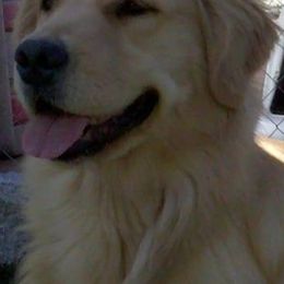 Golden Retrievers from Goldnview Golden Retrievers