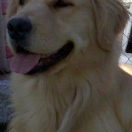 Golden Retrievers from Goldnview Golden Retrievers