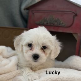Lucky - White male Coton de Tulear puppy in Ludington, Michigan from Cotten's Sunset Kennels