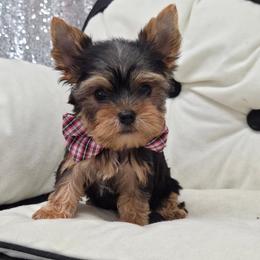 Bowie SMALL - Black and tan male Yorkshire Terrier puppy in Monticello, Iowa from Ashley’s Puppies
