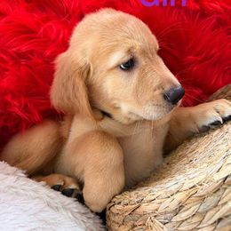 Golden Retriever Puppies from American True Golden retriever
