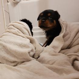 Rottweiler Puppies from Von Nuffosttor Rottweilers