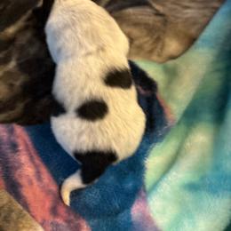 Girl 2 - Blue female Australian Cattle Dog puppy in Defuniak Springs, Florida from Blue Cypress Stock dogs
