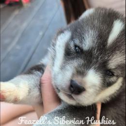 Ash - Agouti and white male Siberian Husky puppy in Richland, Mississippi from Feazell’s Siberian Huskies