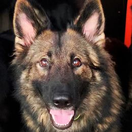 Maggie  - German Shepherd