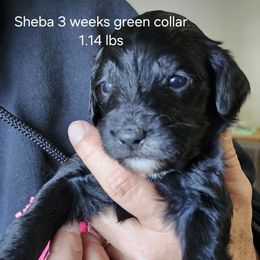 Sheba green collar - Black female Goldendoodle puppy in Fairmount, Indiana from Capens' Doodles,Poodles and Poo's