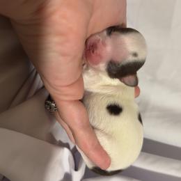 Smidge - Sable spotted white male Chihuahua puppy in Austin, Indiana from Dog Bones N Harmony
