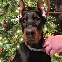 Doberman Pinscher Puppies from Schloss Velburg Dobermanns