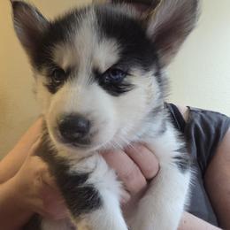 Boy 4 - male Siberian Husky puppy in Elgin, Texas from Hudson Husky