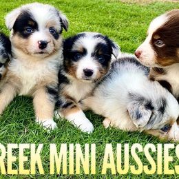 Australian Shepherds, Miniature Australian Shepherds, and Toy Australian Shepherds from Brushy Creek Aussies & Mini Aussies