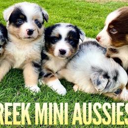 Australian Shepherds, Miniature Australian Shepherds, and Toy Australian Shepherds from Brushy Creek Aussies & Mini Aussies