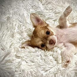 Boston Terrier and Chihuahua Puppies from Itty Bitty Boston & Chi Co