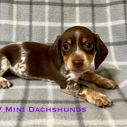 Prince - Piebald male Dachshund puppy in Carlsbad, Texas from MV Mini Dachshunds