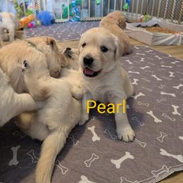 Golden Retriever Puppies from Mountain Sky Goldens   https://youtu.be/30SVQesEtig?si=CMjASv_Tza1VKSNt