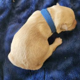 Colby - Wheaten male Scottish Terrier puppy in Carson City, Nevada from McCulley's Battle Born Scotties