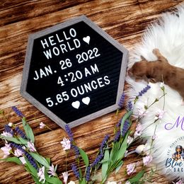 Dachshund Puppies from Blue Mountain Dachshunds