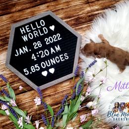 Dachshund Puppies from Blue Mountain Dachshunds