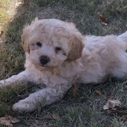 Rhett - Apricot Poodle puppy in Woodson, Illinois from Elsa’s Mini Poodles