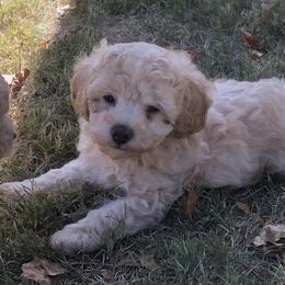 Rhett - Apricot Poodle puppy in Woodson, Illinois from Elsa’s Mini Poodles