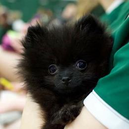 Pomeranian Puppies from Mai-Ryms Pomeranians