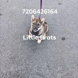 Kris Sesame - Sesame male Shiba Inu puppy in Colorado Springs, Colorado from Little Brats