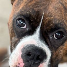 Windy - Boxer
