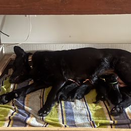 Girl 7 - female German Shepherd puppy in Rolesville, North Carolina from Ransomshire Shepherds