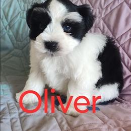 Oliver - Parti male Miniature Schnauzer puppy in Diana, Texas from Happy Pawz Schnauzers