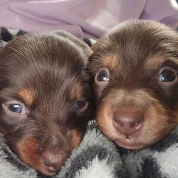 Dachshund puppies from Nicole Rios