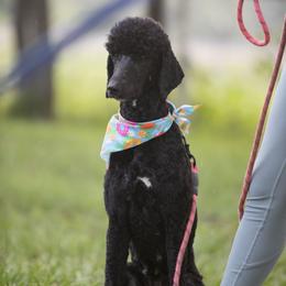 Iona - Black female Poodle puppy in Seffner, Florida from Gold Diamond Pup