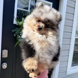 Blue - Blue merle male Pomeranian puppy in Newport News, Virginia from Nel’s Pomeranians