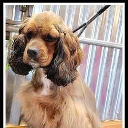 Java - Cocker Spaniel