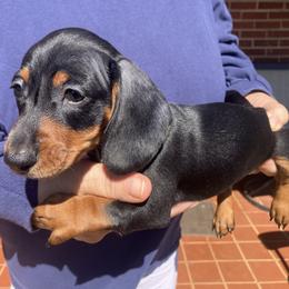 Shooter - Black and tan male Dachshund puppy in Mocksville, North Carolina from The Dachs of Hazzard Dachshunds
