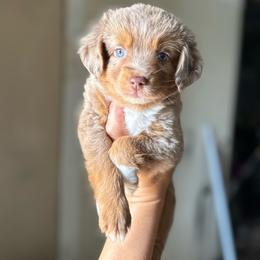 Truffle - Red merle female Miniature Australian Shepherd puppy in Clarkesville, Georgia from North Georgia Gems