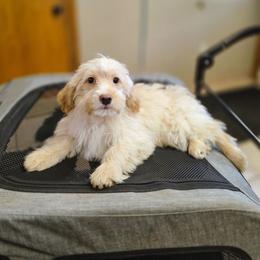 Surprise - Apricot male Aussiedoodle puppy in Centreville, Mississippi from Trin's Designer Doodles