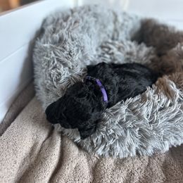 Purple - Black female Poodle puppy in Ponce De Leon, Florida from Above the Standard Dogs