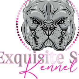 Shorty Bulls from Exquisite Star Kennel