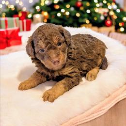 Emily - Phantom female Bernedoodle puppy in Sparta, Missouri from Sis' Doodles & Poodles