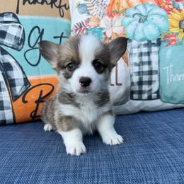 Bix - Red female Pembroke Welsh Corgi puppy in Battle Ground, Washington from Westbrooke Kennels