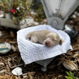 Cream - Cream male Dachshund puppy in Crestview, Florida from Neverending Dachies