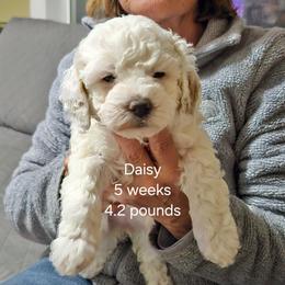 Red collar Loula - Cream female Goldendoodle puppy in Fairmount, Indiana from Capens' Doodles,Poodles and Poo's