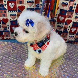 Bichon Frise puppies from Patchwork Bedlington Terriers and Bichon Frise
