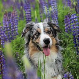 Border Collie Puppies from Lil Maine Border Collies