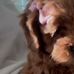 Cavapoos from SoCal Cavapoo's