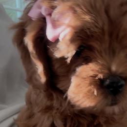 Cavapoos from SoCal Cavapoo's