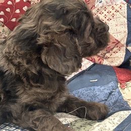 Jessica - Merle female Cockapoo puppy in Winnsboro, Texas from Happy Hollow Ranch