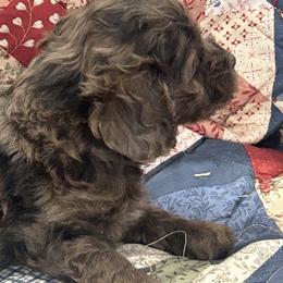 Jessica - Merle female Cockapoo puppy in Winnsboro, Texas from Happy Hollow Ranch
