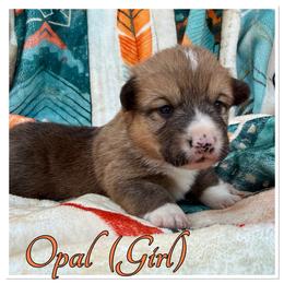 Opal - Red and white female American Corgi puppy in Scottown, Ohio from Wyndy Ridge Corgis